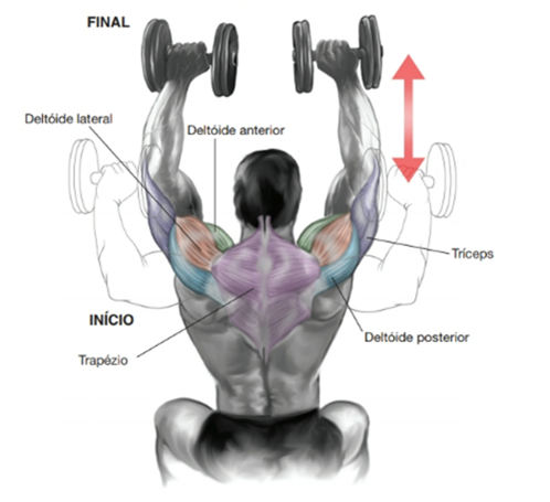 MAPA – Material de Avaliação Prática da Aprendizagem   

Acadêmico: Normas Acadêmicas	R.A.
Curso: Bacharelado Em Educação Física
 Disciplina: Biomecânica E Cinesiologia
Valor da atividade: 3,50	Prazo: 26.10

Instruções para Realização da Atividade
1.	Todos os campos acima deverão ser devidamente preenchidos;
2.	É obrigatória a utilização deste formulário para a realização do MAPA Substitutivo;
3.	Esta é uma atividade individual. Caso identificado cópia de colegas, o trabalho de ambos sofrerá decréscimo de nota;
4.	Utilizando este formulário, realize sua atividade, salve em seu computador, renomeie e envie em forma de anexo;
5.	Formatação exigida para esta atividade: documento Word, Fonte Arial ou Times New Roman tamanho 12, Espaçamento entre linhas 1,5, texto justificado; 
6.	Ao utilizar quaisquer materiais de pesquisa referencie conforme as normas da ABNT;
7.	Critérios de avaliação: Utilização do template; Atendimento ao Tema; Constituição dos argumentos e organização das Ideias; Correção Gramatical e atendimento às normas ABNT.
8.	Procure argumentar de forma clara e objetiva, de acordo com o conteúdo da disciplina.


Em caso de dúvidas, entre em contato com seu Professor Mediador.

Bons estudos!








ATIVIDADE MAPA – Biomecânica e Cinesiologia

O sistema muscular humano apresenta grande diversidade estrutural, com diferentes formas e arranjos de fibras que influenciam a força, a amplitude e a especialização dos movimentos. Essa variedade garante que o corpo possa realizar desde ações amplas e delicadas até gestos potentes e vigorosos. Durante o exercício, os músculos podem atuar de modos distintos, seja produzindo movimento, controlando sua velocidade ou estabilizando articulações. Para entender essa atuação, é fundamental considerar o torque, grandeza física que descreve a tendência de uma força em provocar rotação em torno de um eixo. Ossos e articulações funcionam como alavancas que potencializam a ação muscular. Assim, a interação entre estrutura, função e princípios mecânicos explica como o corpo se adapta às demandas do esporte e da vida cotidiana.
 
Fonte: APOLONI, B. F.; THON, R. A. Biomecânica e Cinesiologia. Unicesumar, 2020.

Para esta atividade MAPA, responda às questões a seguir:

1. Os músculos do corpo humano possuem diferentes formas e padrões de disposição que permitem sua adaptação a diversas funções e tipos de movimento. Alguns músculos apresentam fibras organizadas de maneira paralela a um tendão central, outros apresentam fibras que se inserem obliquamente em um tendão, alguns músculos têm fibras que cobrem todo o comprimento do ventre muscular e outros apresentam fibras que convergem de diferentes direções para um ponto central. Com base nessas descrições, identifique os nomes das arquiteturas musculares correspondentes a cada padrão e descreva suas principais características, apresentando exemplos.

•	Paralela (fuselada ou em fita) - bíceps braquial (fusiforme); sartório e reto abdominal (em fita/strap).

•	Oblíqua (peniforme ou pennada) - músculo extensor dos dedos (unipenado); reto femoral (bipenado); deltoide (multipenado).

•	Plano ou laminar (fibras cobrindo todo o comprimento do ventre) - oblíquo externo do abdome e outros músculos laminares da parede abdominal; alguns músculos da parede torácica e pélvica.

•	Convergente (triangular ou em leque) - peitoral maior (convergente/triangular); latíssimo do dorso atua de forma semelhante em grandes leques de fibras convergentes para inserção proximal.


  

2. Durante a prática de atividades físicas e esportivas, os músculos atuam de diferentes maneiras dependendo do movimento e da resistência envolvida. O comportamento muscular pode variar conforme a situação e a demanda do gesto esportivo. Com base nesse contexto, identifique os tipos de ação muscular e descreva cada um deles.

•	Concentérica:
- Descrição: o músculo encurta enquanto gera força, vencendo a resistência e produzindo movimento.
- Função prática: acelera segmentos, gera impulso e eleva cargas.
- Exemplo: subida na fase de extensão do cotovelo na rosca bíceps.

•	Excêntrica:
-  Descrição: o músculo alongase sob tensão enquanto controla ou desacelera a resistência; gera força enquanto aumenta seu comprimento.
- Função prática: amortiza impactos, controla descidas e produz grande estímulo para adaptação e fortalecimento.
- Exemplo: descida controlada no agachamento ou na fase de extensão do joelho ao aterrissar de um salto.

•	Isométrica:
- Descrição: o músculo gera tensão sem alterar seu comprimento; não há deslocamento articular significativo.
- Função prática: estabiliza articulações, mantém posturas e produz força em posições estáticas úteis para desempenho e reabilitação.
- Exemplo: manter a posição de prancha ou segurar um halter parado com o cotovelo a 90 graus.

•	Isocinética (uso clínico e de laboratório):
- Descrição: contração a velocidade angular constante controlada por equipamento; a resistência varia para manter velocidade constante.
- Função prática: avaliação e treino controlado de força e potência em toda a amplitude articular.
- Exemplo: teste de torque em dinamômetro isocinético em reabilitação esportiva.


 
3. O torque é uma grandeza física que descreve a tendência de uma força em provocar rotação em torno de um ponto ou eixo. No contexto do movimento humano e do exercício físico, o torque é fundamental para compreender como músculos e articulações interagem para gerar movimento. Durante atividades como levantar pesos, correr, arremessar ou chutar, os músculos esqueléticos aplicam forças que, através das alavancas formadas pelos ossos e articulações, produzem torques responsáveis pelo deslocamento dos segmentos corporais. A intensidade do torque depende da força aplicada e da distância entre o ponto de aplicação da força e o eixo articular (braço de alavanca). Os músculos são estruturas essenciais do sistema locomotor, capazes de gerar força e controlar movimentos. Formados por tecidos especializados, eles se contraem em resposta a estímulos nervosos, permitindo tanto ações motoras voluntárias quanto involuntárias. No exercício físico, os músculos desempenham funções centrais na execução de movimentos, estabilização articular, manutenção da postura e geração de potência e resistência.

A seguir, vemos uma imagem do exercício chamado Desenvolvimento com Halteres:


 
Fonte: o autor. (2025).
De acordo com as informações do enunciado, a imagem, e considerando que o halter possui 20 kg e a distância da articulação do cotovelo e do ombro é de 10 centímetros, o ângulo da articulação do cotovelo seja 90º, e a gravidade seja 10m/s² responda:
a) Qual é o músculo estabilizador do movimento?

Músculo estabilizador principal é o Manguito rotador. Os músculos do manguito rotador são: subescapular, supraespinal, infraespinal, redondo menor.

b) Qual é o músculo agonista e o sinergista?

•	Agonista
Deltoide, com ênfase na cabeça anterior. Esta porção do deltoide é o principal gerador de torque para elevar o braço na fase concêntrica do desenvolvimento com halteres.

•	Sinergistas
- Tríceps braquial - estende o cotovelo e auxilia a completar a elevação do halter, colaborando com o deltoide na fase final do movimento.
- Trapézio (porção superior/descendente) - contribui para a elevação e estabilização da cintura escapular durante a subida do peso.
- Serrátil anterior - auxilia no controle e rotação upward da escápula, otimizando a trajetória do úmero e a eficiência do gesto.

c) Quanto é o torque na articulação do ombro?
d) Quais movimentos estão fazendo a articulação do cotovelo durante o exercício?

•	Extensão do cotovelo (concêntrica) - ocorre na fase de subida, quando o cotovelo se estende para empurrar o halter para cima; o tríceps é o principal gerador desse movimento.

•	Flexão do cotovelo (excêntrica) - ocorre na fase de descida controlada, quando o cotovelo se dobra enquanto o tríceps alonga sob tensão para controlar o retorno.

•	Ação isométrica parcial - em pontos intermediários ou ao segurar o halter parado, os músculos do cotovelo geram tensão sem alteração significativa do ângulo articular para estabilização.

•	Movimentos acessórios mínimos - pequenas variações de rotação ou ajuste de antebraço (pronação/supinação) podem ocorrer para posicionar o punho e o halter, mas não são o componente primário do gesto.



REFERÊNCIAS

BIOMECÂNICA da Ação Muscular. Prof e DF, s.d. Disponível em: http://www.profedf.ufpr.br/rodackibiomecanica_arquivos/Biom%20acao%20muscular.pdf. Acesso em: 4 out. 2025.

EQUIPE EDITORIAL TUA SAÚDE. Desenvolvimento com halteres: para que serve, tipos (e como fazer). Tua Saúde, 2025. Disponível em: https://www.tuasaude.com/desenvolvimento-com-halteres/. Acesso em: 4 out. 2025.

MARI. Sistema Muscular e Classificação dos Músculos. Biomedicina Online, 2025. Disponível em: https://biomedicinaonline.com.br/sistema-muscular-e-classificacao-dos-musculos/. Acesso em: 4 out. 2025.

OLIVEIRA, Victor Hugo Rocha Ferreira de. Desenvolvimento com Halteres: Execução, músculos e dicas. Treino Mestre, 2021. Disponível em: https://treinomestre.com.br/desenvolvimento-com-halteres/. Acesso em: 4 out. 2025.

PINHEIRO, Marcelle. Sistema muscular: função, classificação e tipos de músculo. Tua Saúde, 2023. Disponível em: https://www.tuasaude.com/tipos-de-musculo/. Acesso em: 4 out. 2025.

SANTOS, Vanessa Sardinha dos. Sistema muscular. Brasil Escola, s.d. Disponível em: https://brasilescola.uol.com.br/biologia/sistema-muscular.htm. Acesso em: 4 out. 2025.

SISTEMA Muscular: Estrutura, Funções e Classificações. Médicos do futuro, s.d. Disponível em: https://medicosdofuturo.com.br/2025/07/29/sistema-muscular-estrutura-funcoes-e-classificacoes/. Acesso em: 4 out. 2025.

SISTEMA SAUDÁVEL. O que é Ação Muscular e seus tipos? Sistema Saudável, 2025. Disponível em: https://sistemasaudavel.com/glossario/o-que-e-acao-muscular-e-seus-tipos/. Acesso em: 4 out. 2025.









Orientações gerais:
-Utilize o livro em PDF (disponível dentro do ambiente da disciplina) para elaborar suas respostas.
-Assista ao vídeo explicativo da atividade, disponível dentro do ambiente da disciplina.

Orientações finais:
	Cópias parciais ou totais serão zeradas. 
	Poste seu arquivo em formato word (.doc) ou PDF. Outros formatos não serão aceitos.
	Certifique-se se o arquivo enviado está correto. Se houver algum problema na postagem, comunique ao seu mediador, com urgência, pois após a finalização do prazo, não há como alterar o arquivo. Se seu arquivo estiver incorreto, você poderá ficar sem nota.
	Todas as atividades do curso são avaliadas conforme a solicitação. Sendo assim, o descumprimento dessas orientações pode acarretar algum desconto na nota.

